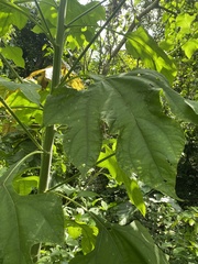 Tithonia diversifolia
