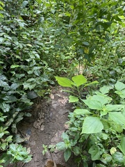 Tithonia diversifolia