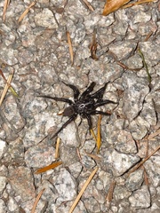 Antrodiaetus pacificus