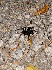 Antrodiaetus pacificus