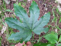 Fatsia japonica