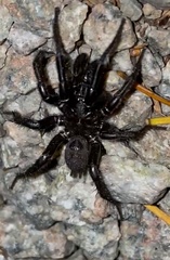 Antrodiaetus pacificus