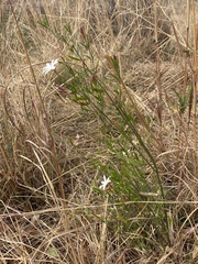 Jasminum multipartitum