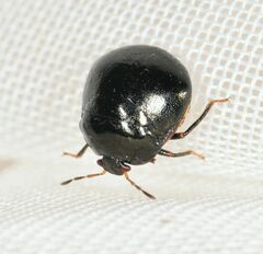 Coptosoma scutellatum