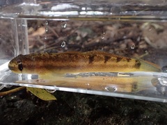 Sicyopterus pugnans
