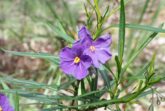 Solanum linearifolium
