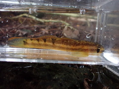 Sicyopterus pugnans