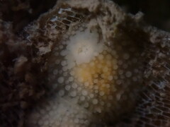Onchidoris muricata