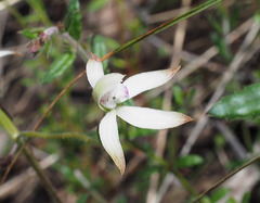 Caladenia ustulata