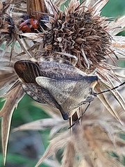 Carpocoris