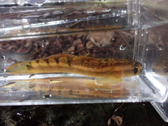 Sicyopterus pugnans