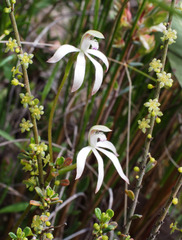 Caladenia ustulata