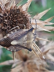 Carpocoris