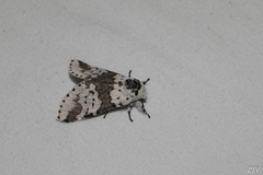 Furcula occidentalis