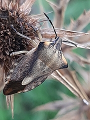 Carpocoris