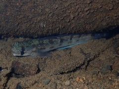 Sicyopterus pugnans