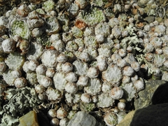 Sempervivum arachnoideum