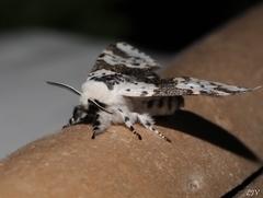 Furcula occidentalis