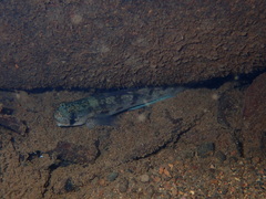 Sicyopterus pugnans