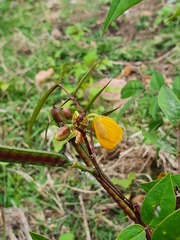 Senna occidentalis