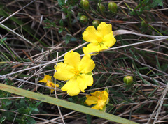 Hibbertia calycina