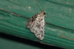 Callopistria latreillei