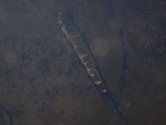 Sicyopterus lagocephalus