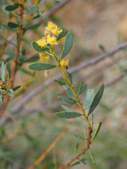 Acacia buxifolia