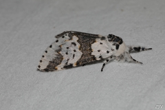 Furcula occidentalis