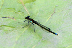 Austrocnemis splendida