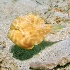 Brachaluteres jacksonianus