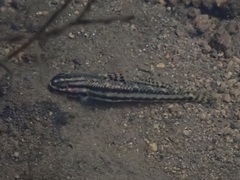 Stiphodon elegans