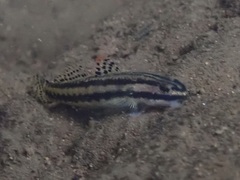 Stiphodon elegans