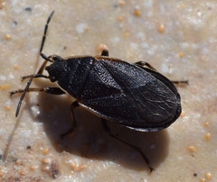 Pyrrhocoris marginatus