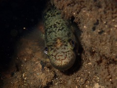 Sicyopterus lagocephalus