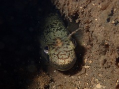 Sicyopterus lagocephalus