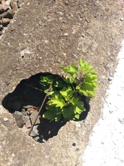 Ribes rubrum