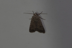 Caradrina flavirena