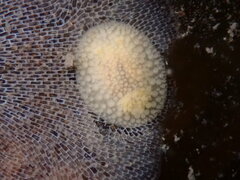 Onchidoris muricata