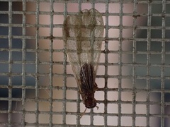 Kalotermitidae