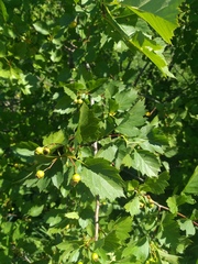 Crataegus flabellata