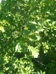 Crataegus flabellata