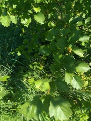 Crataegus flabellata