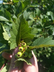 Crataegus flabellata