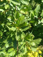 Crataegus flabellata