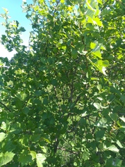 Crataegus flabellata