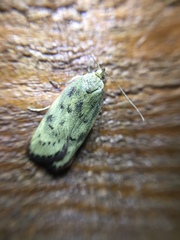 Phaeosaces coarctatella