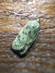 Phaeosaces coarctatella