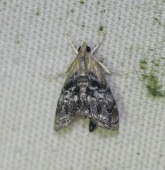 Glaphyriinae