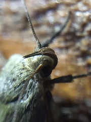 Phaeosaces coarctatella